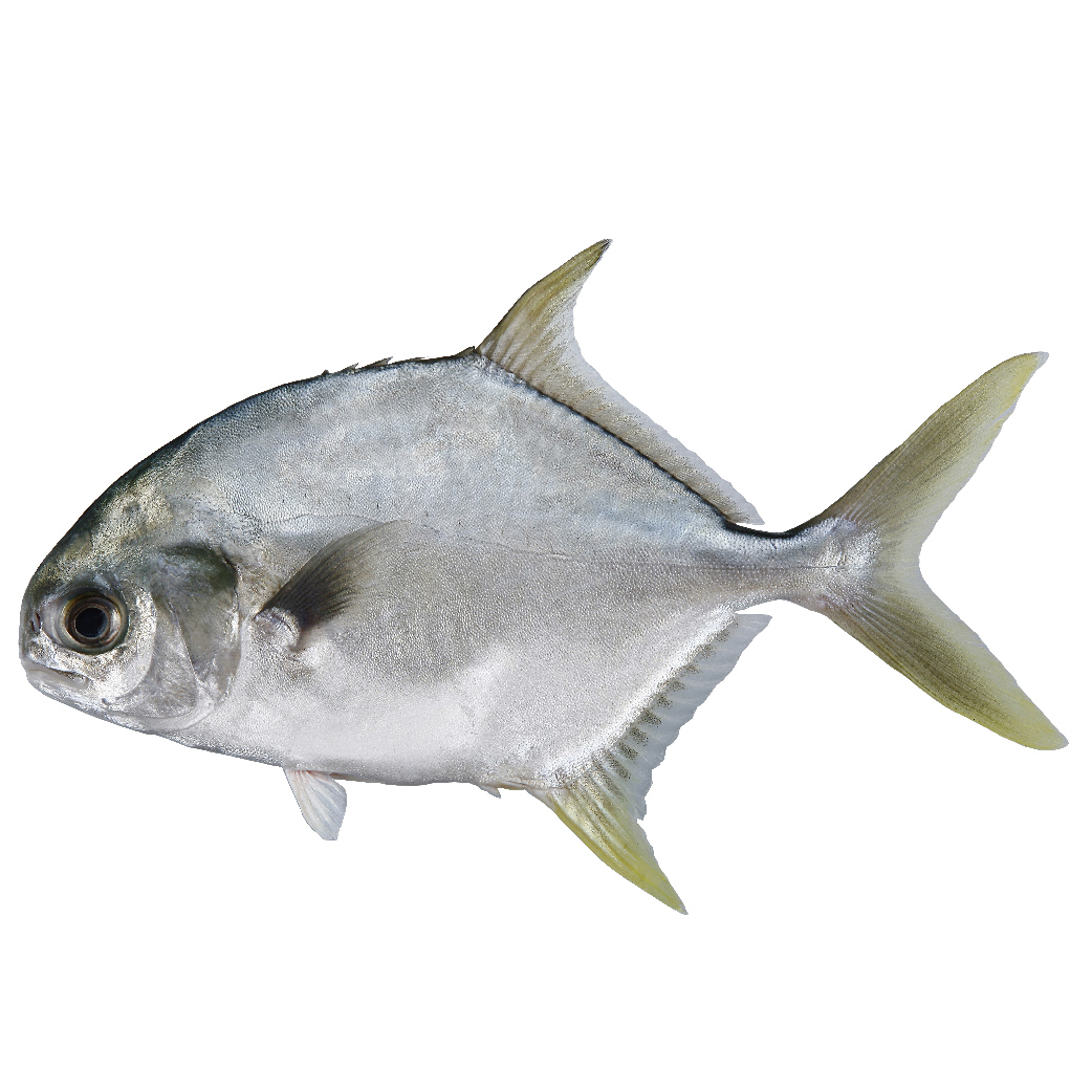 Snubnose pompano(Golden pompano) – 天和鮮物