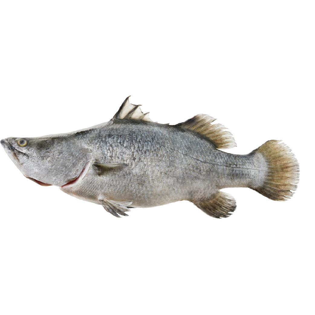 You are currently viewing Barramundi<br>(Sea bass)
