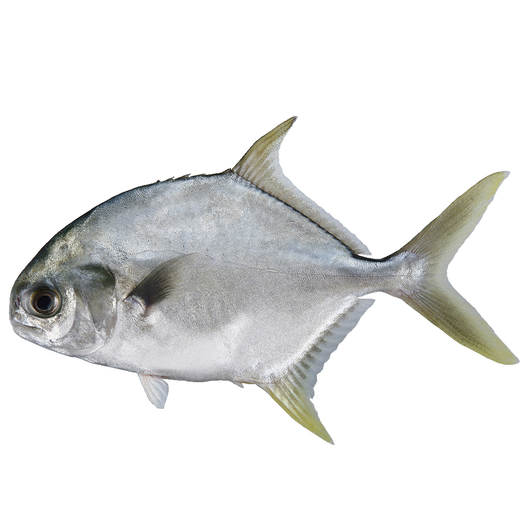 You are currently viewing Snubnose pompano<br>(Golden pompano)